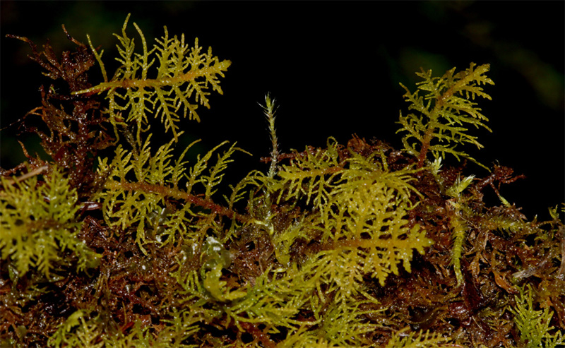 Thuidium recognitum